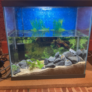 Publication de Nahemafleur