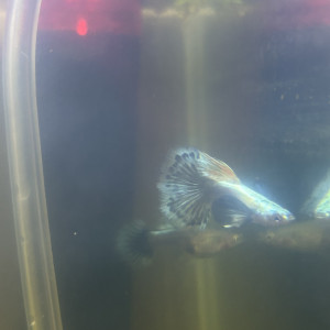 Élevage de guppy thaïlandaise , en France