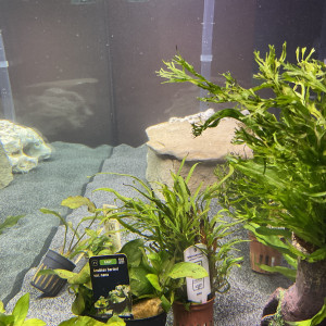 Publication de H2Zoo.Exe