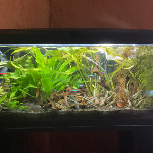 Publication de Nahemafleur