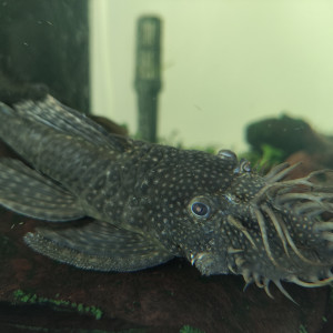 Poissons ventouse ancistrus