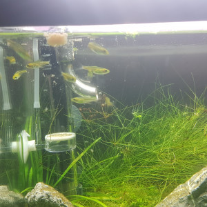 Publication de LiquidPaper2008