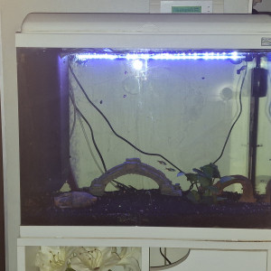 AQUARIUM AQUADISIO 60 L