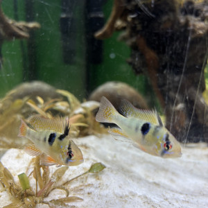 Publication de Loic.lec