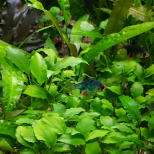 Publication de NEGUS69