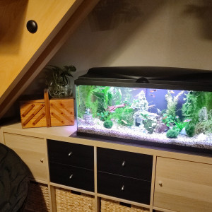 Publication de JoeMisskipik