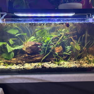 Publication de MamZ-L94