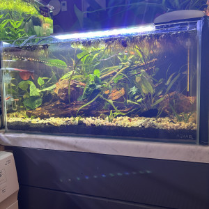 Publication de MamZ-L94