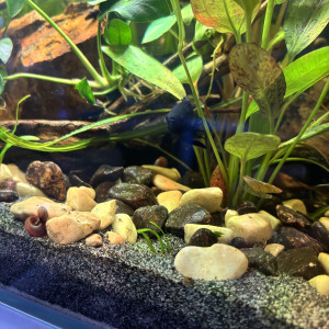 Publication de MamZ-L94