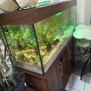 Publication de Rabia