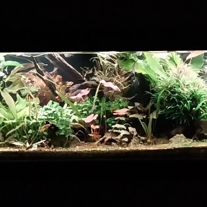 Publication de STK54