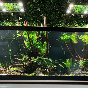 1000 litres Apistos et autres