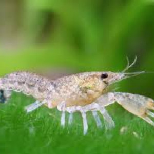 écrevisse cambarellus diminutus