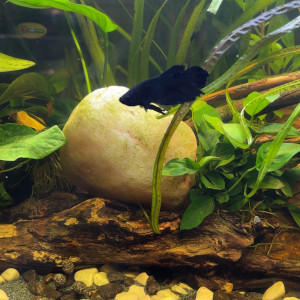 Publication de MamZ-L94