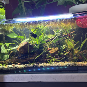 Publication de MamZ-L94