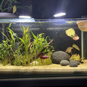 Publication de MamZ-L94