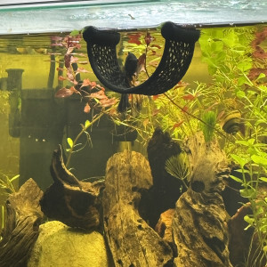 Publication de MamZ-L94