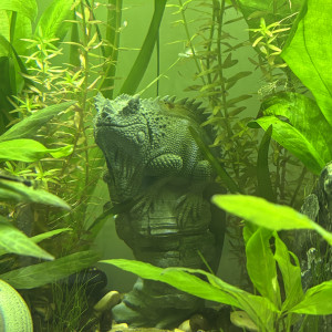 Publication de MamZ-L94