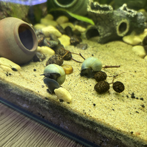 Publication de MamZ-L94