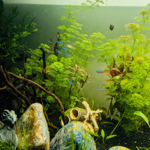 Publication de LaRenardouce