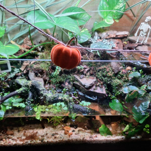 Publication de ArtemusKlegg