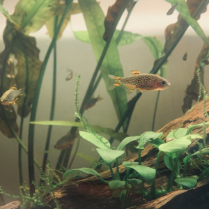 Danio Margaritatus / Galaxy Rasbora