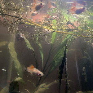 Donne bébé platy (2mois)