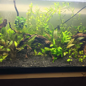 Publication de Gorthak