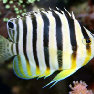 Centropyge multifasciata