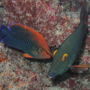 Centropyge potteri