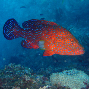 Cephalopholis miniata