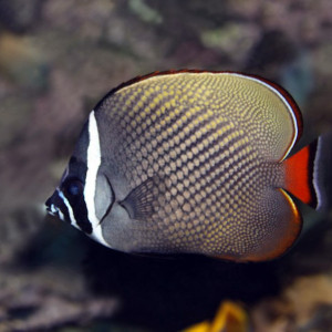 Chaetodon collare
