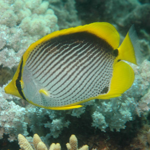 Chaetodon melannotus