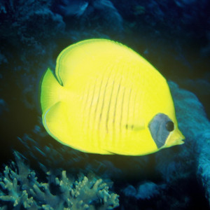 Chaetodon semilarvatus