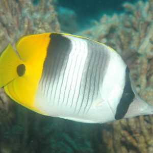 Chaetodon ulietensis