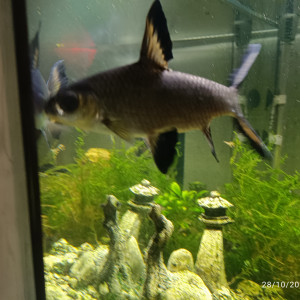 Requin argenté ou Balantiocheilos melanopterus