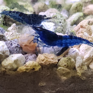 Lot de 12 crevettes blue diamond