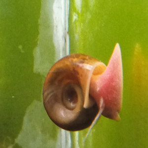 Lot de 150 escargot planorbe ,physe melanoide  livraison gratuite