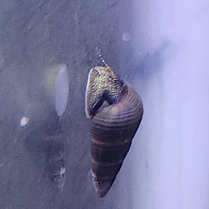 Lot de 8 escargot tylomelania livraison gratuite