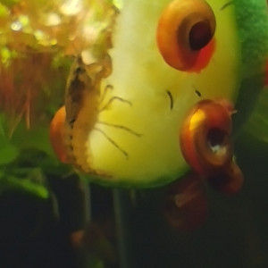 Publication de Olivier1977