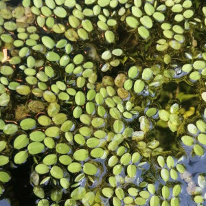 Plantes aquatiques