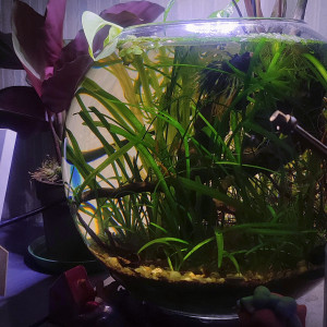 Publication de PtiteNoli