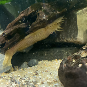 Ancistrus