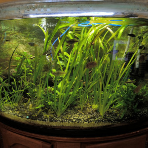 Publication de Mojogi