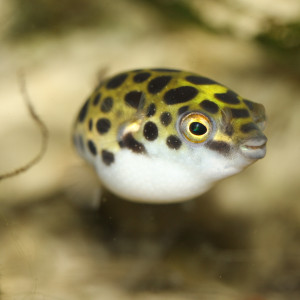 Tetraodons
