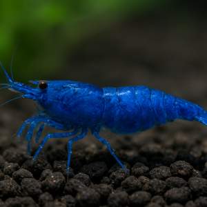 Neocaridina davidi “Blue Sapphire
