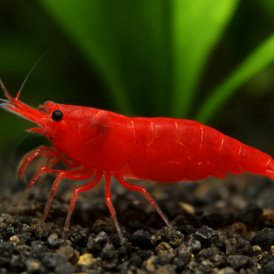Neocaridina davidi “Red Cherry