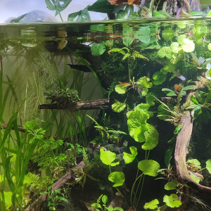 Publication de PtiteNoli