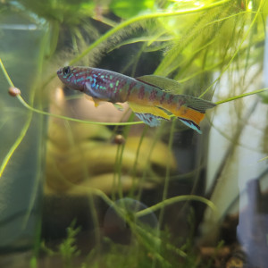 fundulopanchax sjoestedti warri