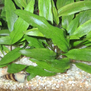 Escargot Anentome helena